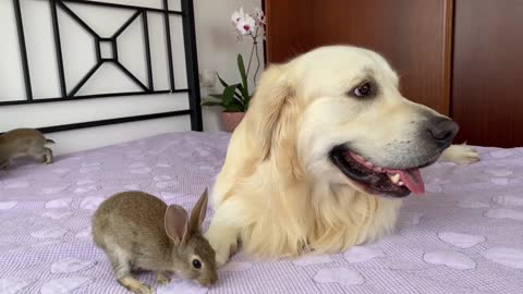 What does Baby Bunnies do when the Golden Retriever is Sad