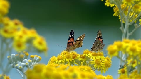 Vanessa Cardui Butterfly in Nature on Yellow Flowers Pro Video