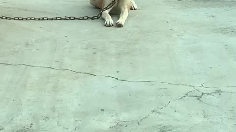 Dog eating a snack