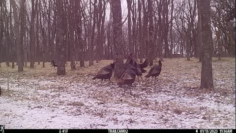 Turkey jostling