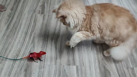 Best Cat fun with small toy funny moments