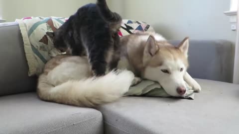 Cat gives this husky a massage before settling down for a nap