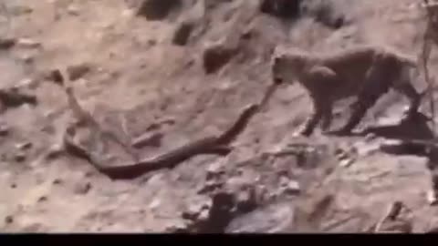 Tiger vs snake attack video