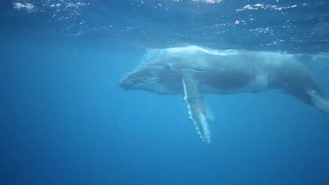 Swimming with a Curious Humpback Whale Calf - Tonga