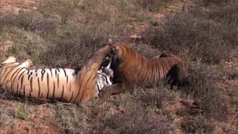 The death fight between two tigers sounds very dangerous​