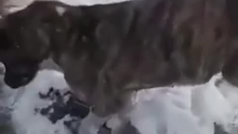 ANIMALS FROZE MINUS 65 IN Kazakhstan