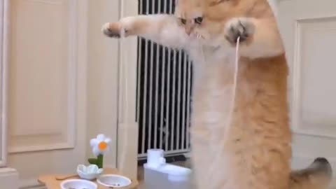 Cute cat jumping