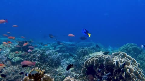 Royal blue tangs have a "battle royale" on the reef