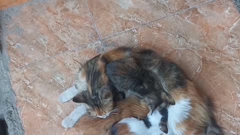 A cat breastfeeds its young