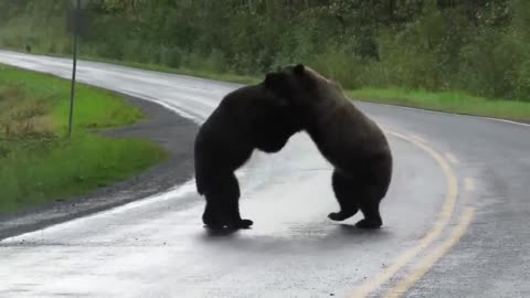 TWO GRYZLY BEAR FIGHT