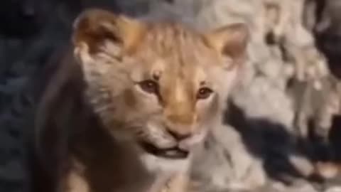 Lion Baby are crying 😭😭