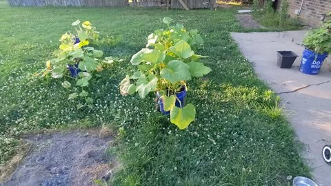 Bucket Gardens