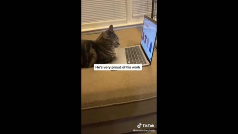 Funny Pets Videos!