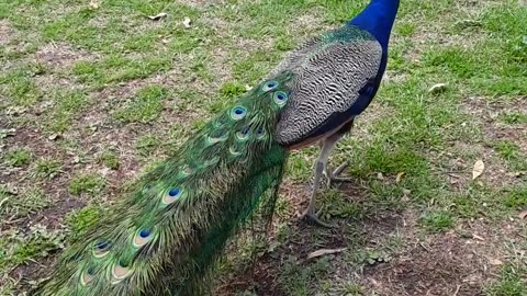 Peacocks at the Los Angeles, CA Arboretum and Botanical Gardens.5/6/23