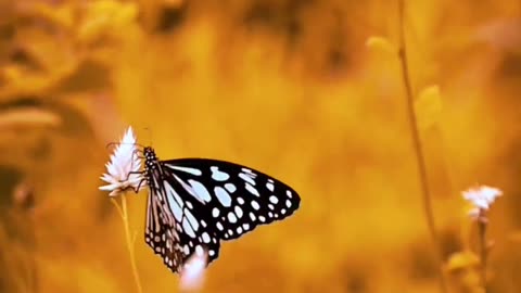 Fluttering Beauty Exploring the Fascinating World of Butterflies