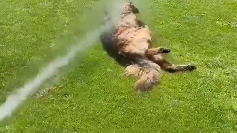 DOG BATHING, REFLECTING FROM THE HEAT