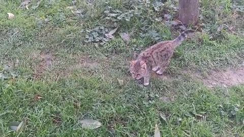 A cute kitten is climbing a tree.