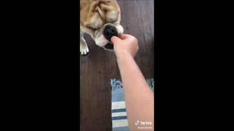 Funny Dogs on tiktok