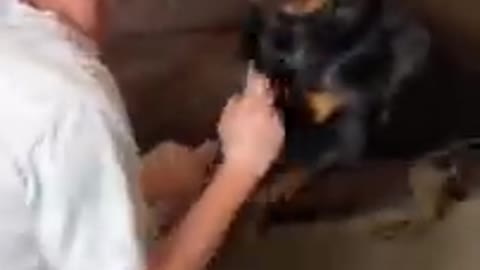 Rottweiler cries and attacks over nail clipping