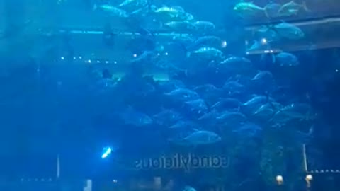 Visit the Aquarium in the Dubai Mall