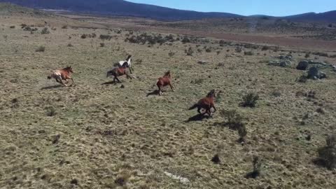 Horses Brumbies Australia Herd Animals Aerial View