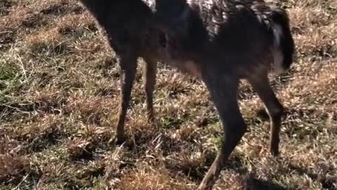 Man Helps Deer Hit by Car Back to Her Feet