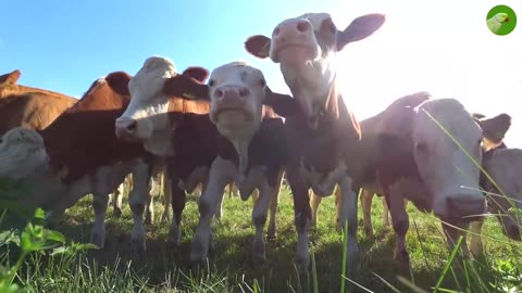 BEAUTIFUL COW VIDEO 🐮 COWS GRAZING & MOOING 🐮