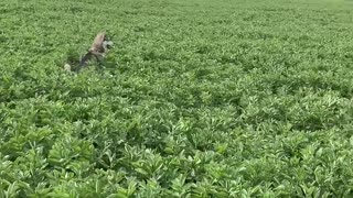 Husky Frolics in the Field