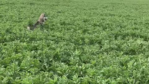 Husky Frolics in the Field