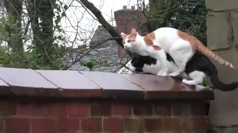 Synchronized Cats