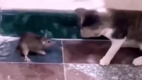 Funny Animals #funnyvideos #animal #fypシ #cuteanimal