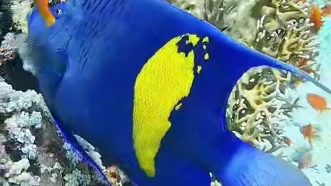 Beautiful Yellowbar angelfish!