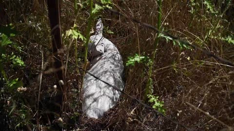 White Newborn Deer