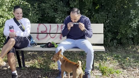 Dogs Howl Along With Harmonica