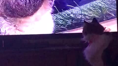 My cats a TV junkie