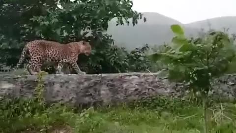 Leopard walking