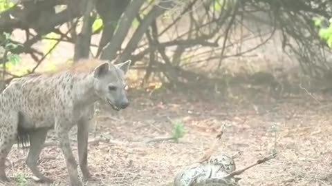 Hyena see antelope by boa constrictor winding