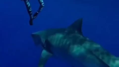 Another fishing line removal from a Hawaiian Tiger Shark 🤩🤙🏽💙