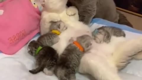 Funny animals .look at the cat couple enjoying