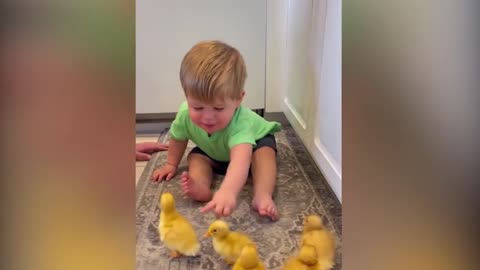 Baby playing with yellow baby Ducks/chicks