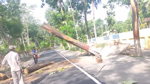 Tree cutting