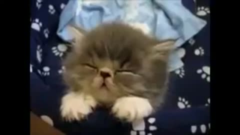 funny videos for kids dogs cat pet animals sleepy