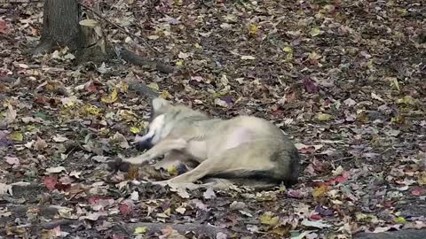 Wolf Wakes Up with the Cutest Stretching Routine