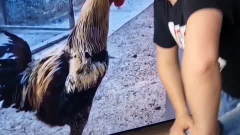 Loud Cock 😂 Funny Moment 😂