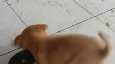 Little dog vs Flipflop 🐶