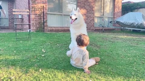 A husky on a lazy day tending to a baby ❤️ Being a parent is challenging.