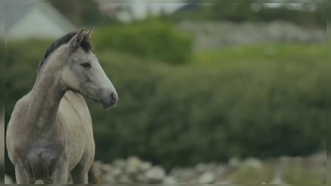 Horse Running On Grassland Beautiful Animals White Horse Nature Animals Horses