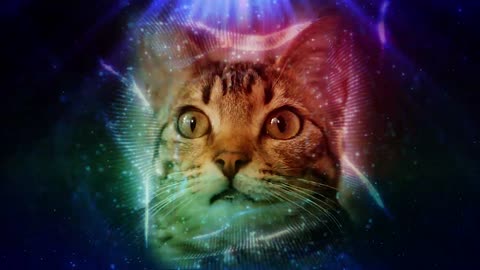 Kool Kat Vibes Presents Blissful Night Sky: Over an Hour of Soothing Music and Relaxing Feline Images