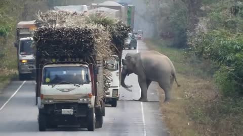 Eliphant stops passing trucks to steal bundles of shugar cane