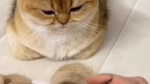 "You won't believe what this cat can do with its own hair - making a slipper!"